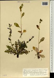 Crepidiastrum sonchifolium subsp. sonchifolium, Mongolia (MONG) (Mongolia)