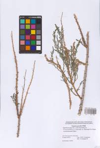 Tamarix gracilis Willd., Eastern Europe, Eastern region (E10) (Russia)