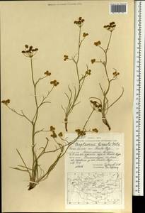 Bupleurum bicaule Helm, Mongolia (MONG) (Mongolia)