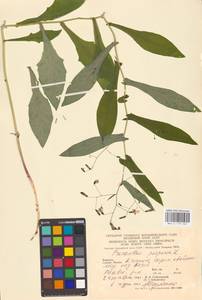 Prenanthes purpurea L., Eastern Europe, West Ukrainian region (E13) (Ukraine)