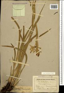 Iris halophila Pall., Caucasus, Stavropol Krai, Karachay-Cherkessia & Kabardino-Balkaria (K1b) (Russia)