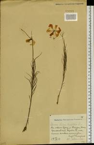 Lilium pumilum Redouté, Siberia, Russian Far East (S6) (Russia)