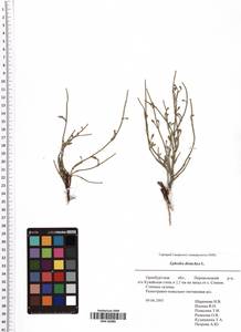 Ephedra distachya L., Eastern Europe, Eastern region (E10) (Russia)