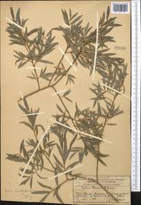 Salix capusii Franch., Middle Asia, Western Tian Shan & Karatau (M3) (Kazakhstan)