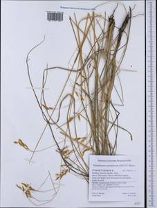 Piptatherum coerulescens (Desf.) P.Beauv., Western Europe (EUR) (Greece)