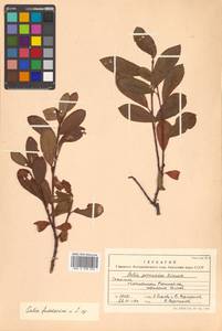 Salix fuscescens Andersson, Siberia, Russian Far East (S6) (Russia)