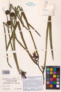 Sparganium erectum L., Eastern Europe, Central region (E4) (Russia)
