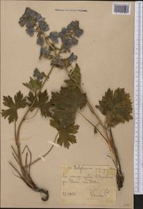 Delphinium propinquum Nevski, Middle Asia, Western Tian Shan & Karatau (M3) (Uzbekistan)