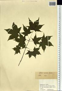 Acer pictum subsp. mono (Maxim.) H. Ohashi, Siberia, Russian Far East (S6) (Russia)