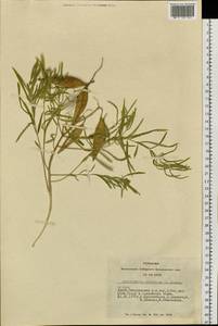 Cynanchum thesioides (Freyn) K. Schum., Siberia, Altai & Sayany Mountains (S2) (Russia)