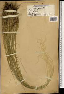 Stipa pennata L., Caucasus, Armenia (K5) (Armenia)