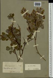 Salix starkeana Willd., Eastern Europe, Northern region (E1) (Russia)