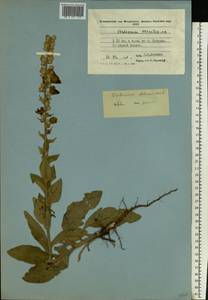 Verbascum phlomoides L., Eastern Europe, Moldova (E13a) (Moldova)
