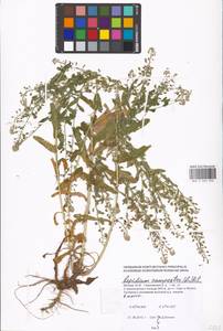 Lepidium campestre (L.) W.T. Aiton, Eastern Europe, Moscow region (E4a) (Russia)
