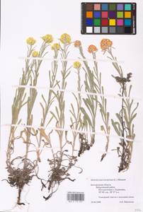 Helichrysum arenarium (L.) Moench, Eastern Europe, Central forest-and-steppe region (E6) (Russia)