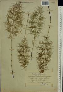 Equisetum sylvaticum L., Eastern Europe, Belarus (E3a) (Belarus)
