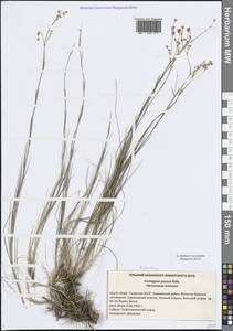Eremogone saxatilis (L.) Ikonn., Eastern Europe, Middle Volga region (E8) (Russia)