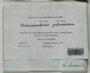 Dichodontium pellucidum (Hedw.) Schimp., Bryophytes, Bryophytes - Russian Far East (excl. Chukotka & Kamchatka) (B20) (Russia)