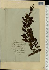 Epilobium hirsutum L., Eastern Europe, Lithuania (E2a) (Lithuania)