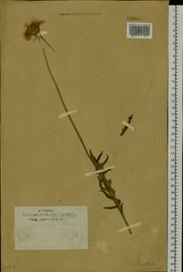 Serratula, Siberia, Baikal & Transbaikal region (S4) (Russia)