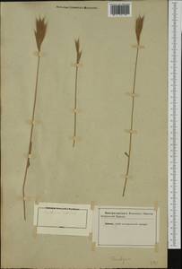Brachypodium distachyon (L.) P.Beauv., Western Europe (EUR) (Not classified)