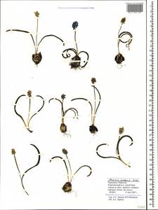 Muscari pallens (M.Bieb.) Fisch., Caucasus, Stavropol Krai, Karachay-Cherkessia & Kabardino-Balkaria (K1b) (Russia)