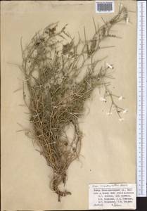 Cicer acanthophyllum Boriss., Middle Asia, Pamir & Pamiro-Alai (M2) (Tajikistan)