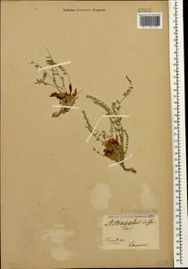 Astragalus dolichophyllus Pall., Caucasus (no precise locality) (K0)