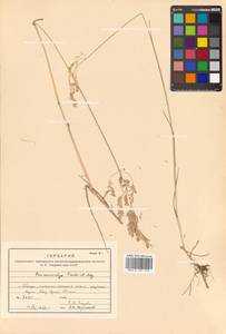 Poa macrocalyx Trautv. & C.A.Mey., Siberia, Russian Far East (S6) (Russia)