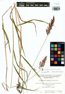 Calamagrostis purpurea (Trin.) Trin., Siberia, Baikal & Transbaikal region (S4) (Russia)