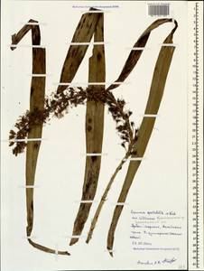 Eremurus spectabilis M.Bieb., nom. cons., Caucasus, Black Sea Shore (from Novorossiysk to Adler) (K3) (Russia)