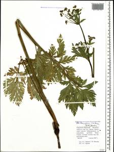 Eleutherospermum cicutarium (M. Bieb.) Boiss., Caucasus, Stavropol Krai, Karachay-Cherkessia & Kabardino-Balkaria (K1b) (Russia)