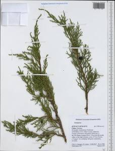Juniperus, South Asia, South Asia (Asia outside ex-Soviet states and Mongolia) (ASIA) (China)