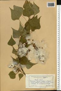 Populus nigra L., Eastern Europe, Lower Volga region (E9) (Russia)