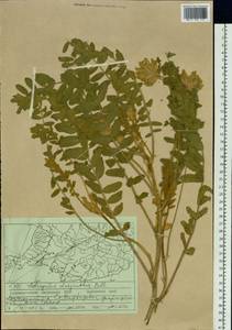 Astragalus dasyanthus Pall., Siberia, Russian Far East (S6) (Russia)