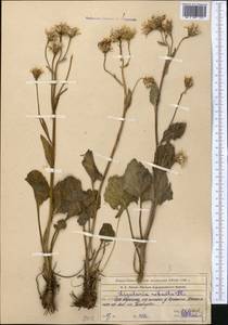 Vickifunkia karataviensis (Lipsch.) C. Ren, L. Wang, I. D. Illar. & Q. E. Yang, Middle Asia, Western Tian Shan & Karatau (M3) (Kazakhstan)