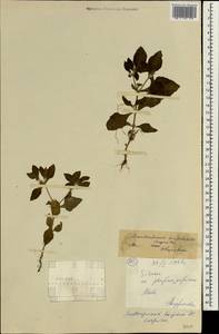 Acanthospermum hispidum DC., Africa (AFR) (Mali)