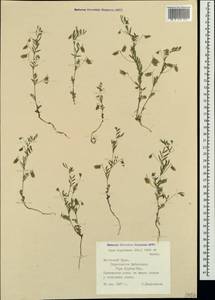 Vicia lentoides (Ten.) Coss. & Germ., Crimea (KRYM) (Russia)