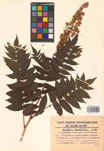 Sorbaria sorbifolia (L.) A. Braun, Siberia, Russian Far East (S6) (Russia)