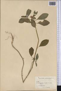Euphorbia heterophylla L., America (AMER) (Cuba)