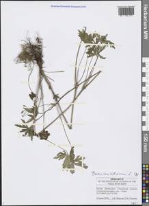 Geranium sibiricum L., Eastern Europe, Middle Volga region (E8) (Russia)