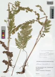 Artemisia tanacetifolia L., Siberia, Altai & Sayany Mountains (S2) (Russia)