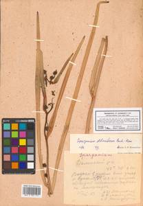 Sparganium eurycarpum subsp. coreanum (H.Lév.) C.D.K.Cook & M.S.Nicholls, Siberia, Russian Far East (S6) (Russia)