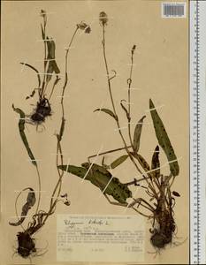 Bistorta officinalis subsp. officinalis, Siberia, Russian Far East (S6) (Russia)