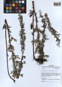 Artemisia macrantha Ledeb., Siberia, Altai & Sayany Mountains (S2) (Russia)