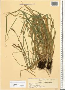 Carex divulsa Stokes, Caucasus, Dagestan (K2) (Russia)