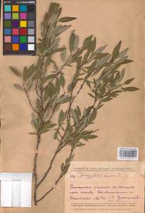 Prunus tenella Batsch, Eastern Europe, Middle Volga region (E8) (Russia)
