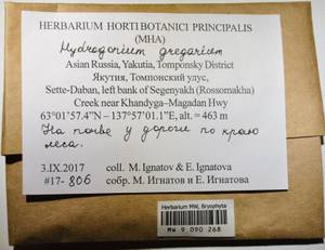 MW 9 090 268, Hydrogonium gregarium (Mitt.) Jan Kučera, Bryophytes, Bryophytes - Yakutia (B19) (Russia)