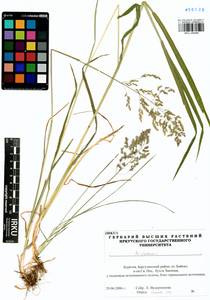 Poa pratensis L., Siberia, Baikal & Transbaikal region (S4) (Russia)