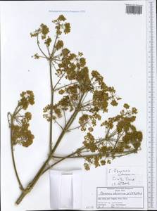 Opopanax chironium (L.) W. D. J. Koch, Western Europe (EUR) (Italy)